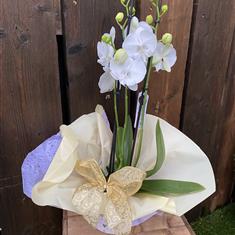 Festive Orchid Planter